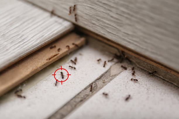 Best Cockroach Control Services  in Chaparral, NM