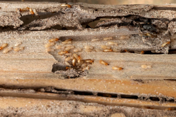 Best Pest Control Near Me in Chaparral, NM